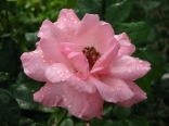 Pink Rose