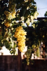 Grapes