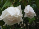 White Roses With The First Rains