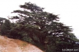 Cedars