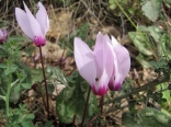 Cyclamen