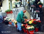 Florist