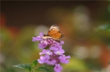 Flower From Lebanon