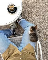 Coffee with a Cat