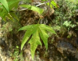 Leaves