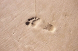 Foot Print