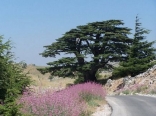 Beautiful Nature  - Cedars in spring