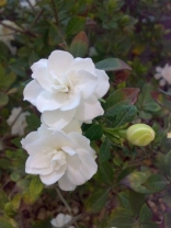 Beautiful Nature  - Gardenia