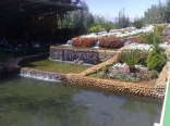 Flower Pond