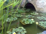 Nenuphar Pond