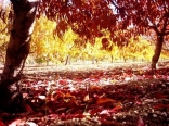 Automn in Lebanon