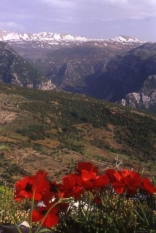 Coquelicots Rouges