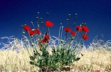 Coquelicots