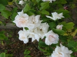 White Roses