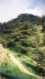 Cedars