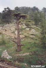 Cedars