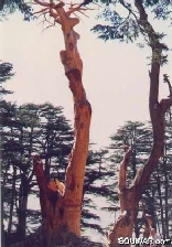 Cedars