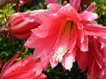 Gorgeous Red Flowers