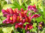 Flowers from Lebanon