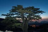 Cedars