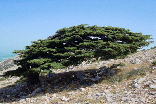 Cedars