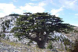 Cedars