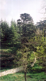 Cedars