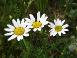 Marguerittes, Aadbel, Akkar