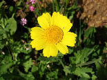 Spring Flowers, Aadbel, Akkar