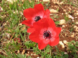 Spring Flowers, Aadbel , Akkar