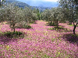 The Spring  Carpet, Bayno, Akkar