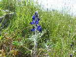 Wild Flowers - Spring 2005