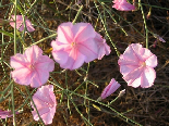 Wild Flowers - Spring 2005