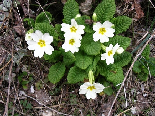 Wild Flowers - Spring 2005