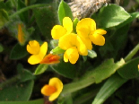 Wild Flowers - Spring 2005