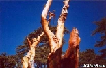 Cedars