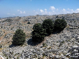 The Cedars