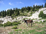 Kamoua National Park, The Biggest Forest In The Middle East - Cute Donkey