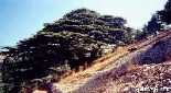 Cedars