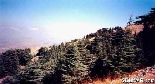 Cedars