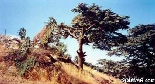 Cedars