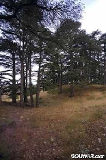 Cedars