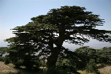 Cedars