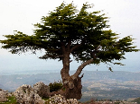 A Cedar above the World