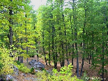 A Part Of The Iron Oak Forest