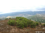 A Part Of The Pine Forest Of Gebrayel