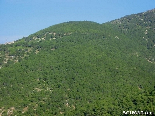 A Part Of the Pine Forest That Surround Andkit