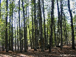 A Rock In The Dense Iron Oak Forest