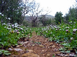 A Small Road In The Forests Of Gebrayel