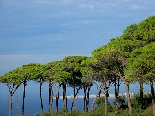 A View Of Al Meena , Tripoli , From The Pin Forest Of Balamand